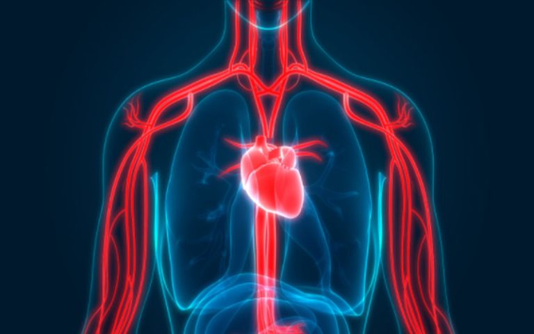 Evan Bass Men’s Clinic Offers a Handy Guide to Improve Blood Circulation in Body
